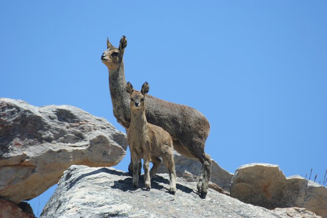 Full-Day Swartberg Mountain PRIVATE Tour (Including Lunch and Transfers) - Customer Reviews
