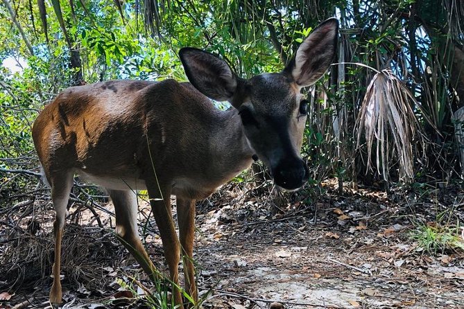 Full-Day Tour of Florida Keys Including Aquarium Encounters From Key West - Common questions