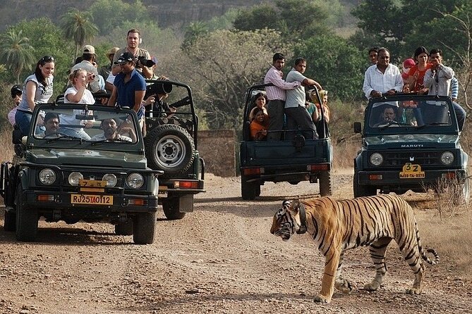 Full-Day Trip to Ranthambore National Park From Jaipur - Cancellation Policy