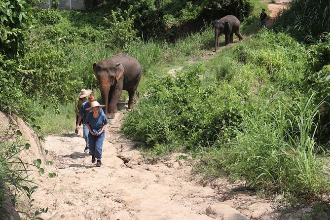Full Day Visit Chiang Mai Eco Elephant Care - Pricing Information