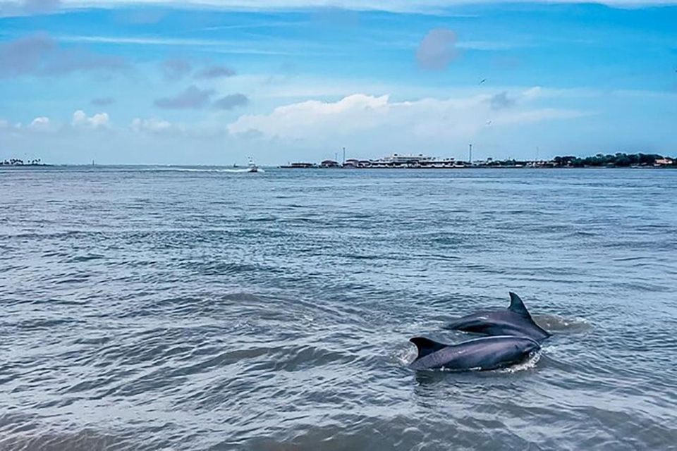 Galveston: Dolphin-Watching Cruise With Guaranteed Sightings - Full Description
