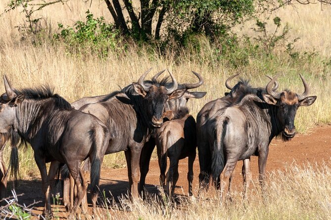 Game Drive Day Tour - Cancellation and Weather Policy