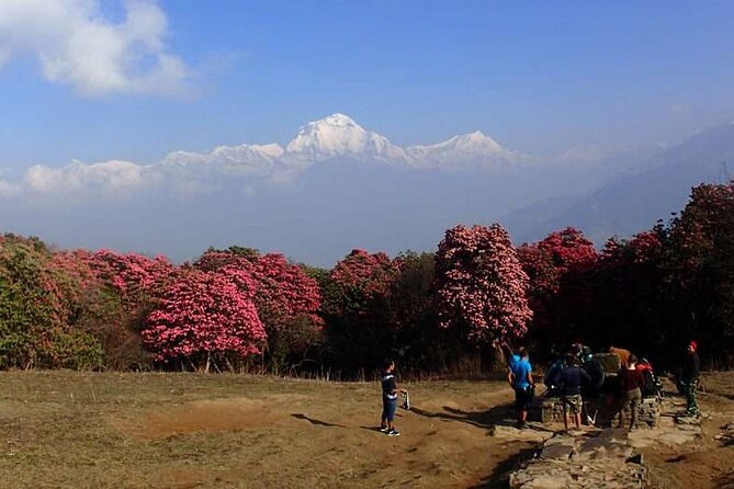 Ghorepani Poonhill Trek From Kathmandu Best Short Trek in Nepal - Trekking Highlights