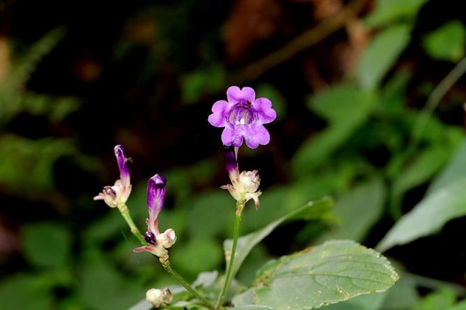 Godavari to Fulchoki Day Hike Near Kathmandu - Lunch and Snack Suggestions