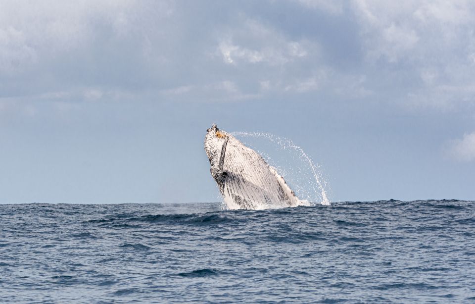 Gold Coast: Swim With Whales - Detailed Description of the Encounter