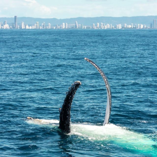 Gold Coast: Whale Watching Guided Tour - Tour Experience and Activities