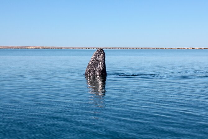 Gray Whale Watching Tour With Marine Biologist and Small Group - Booking and Confirmation Process