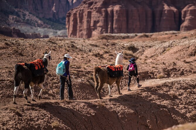 Guided Awesome 2-Hour Llama Hikes Private Experience - Cancellation Policy