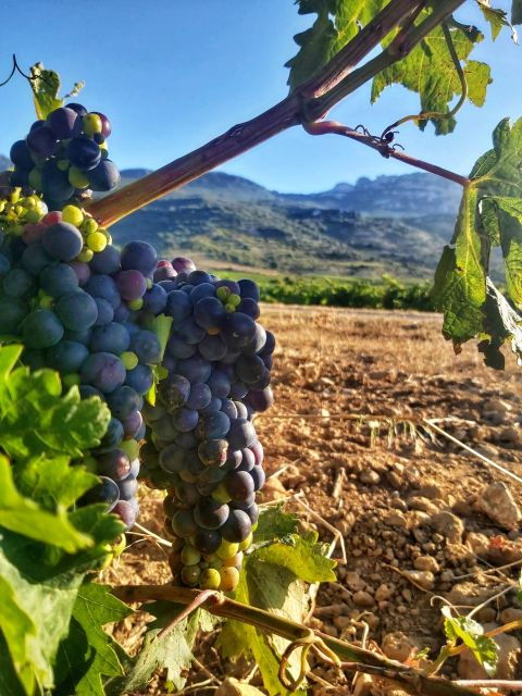 Guided Tour of Bodegas J.F. Iradier, Rioja Alavesa - Experience Highlights