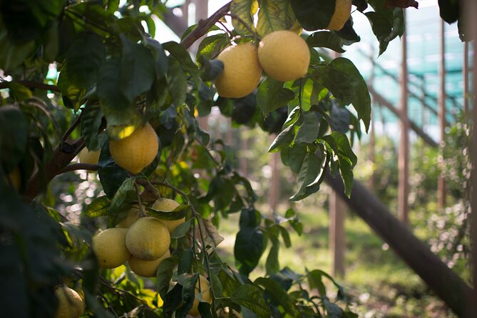 Guided Tour of the History and Tradition of the Sorrento Lemon - Sorrento Lemon Festivals