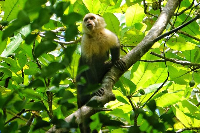 Guided Tour of the National Park Manuel Antonio - Pickup Information