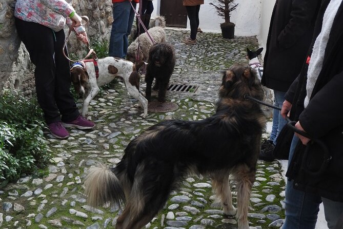 Guided Visit to the Realejo With Dogs - Common questions