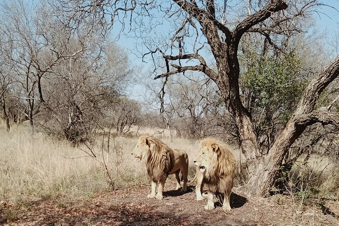 Guided Walking With Lions Bush-Walk Tour - Legal Details