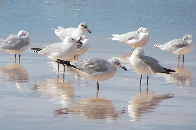 Half-Day Birdwatching Around Tavira - Cancellation Policy Details