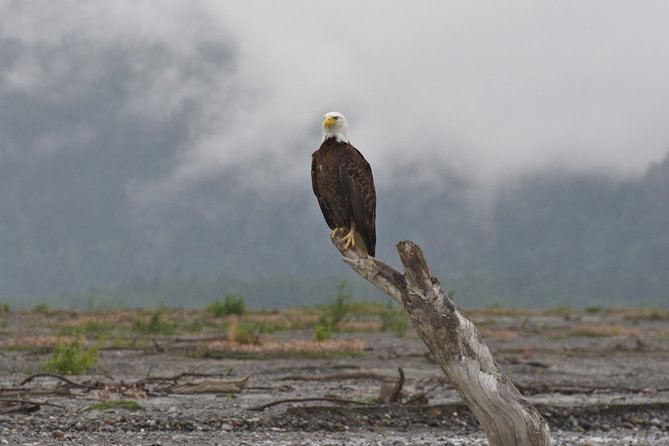 Half-Day Chilkat Bald Eagle Preserve Float Tour - Rafting Experience