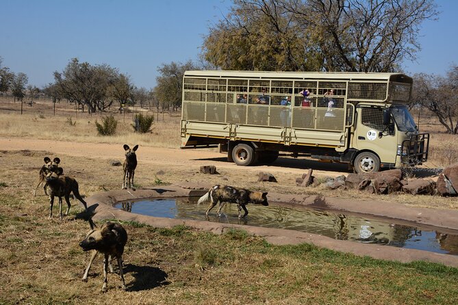 Half Day Lion Park Tour From Johannesburg or Pretoria - Pricing and Booking