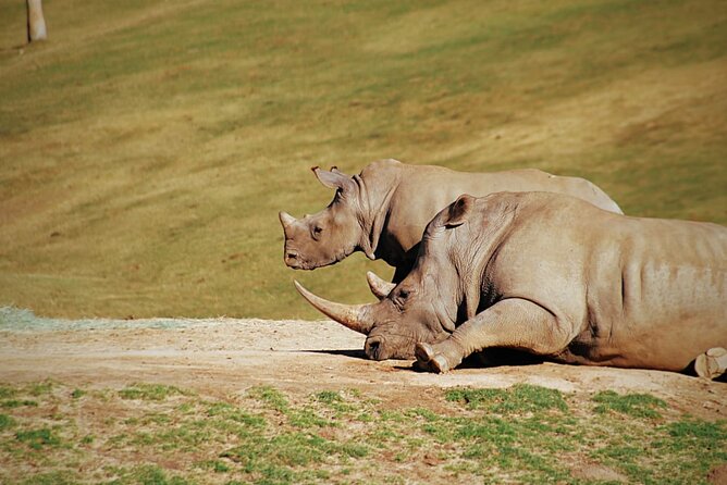 Half-Day Tour to Rhino And Lion Reserve in Krugersdorp - Educational Experience