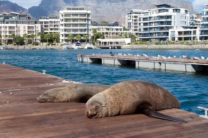 Half Hour Seal and Harbour Cruise From Cape Town - Experience Specifics