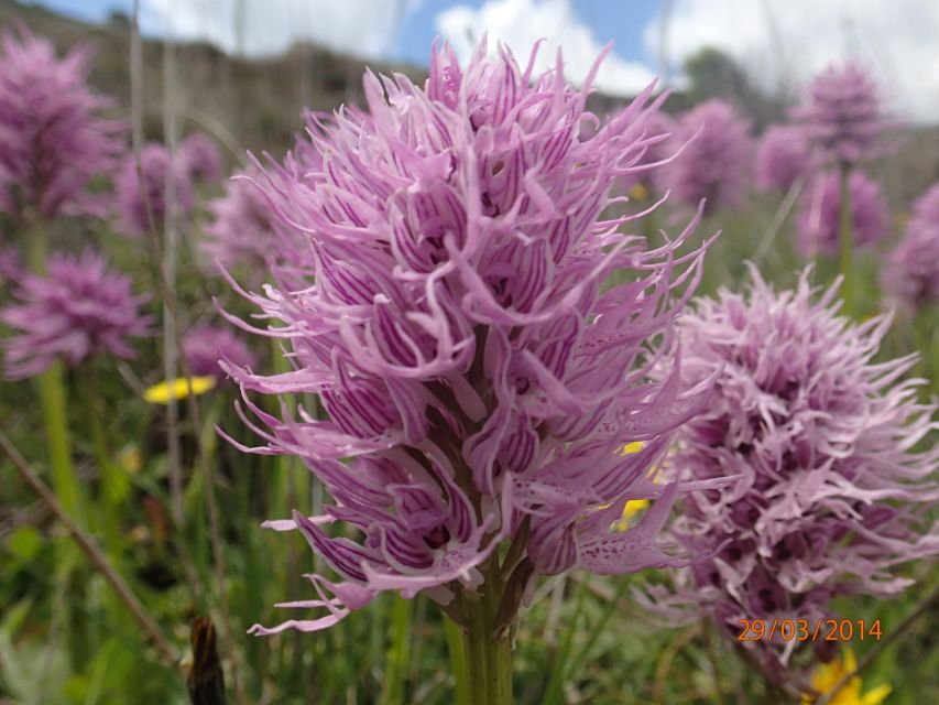 Heraklion: Springtime Plant Walk and Birdwatching in Nature - Activity Inclusions