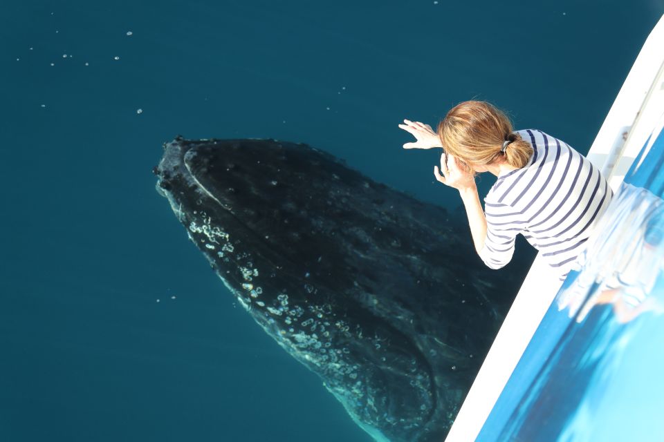 Hervey Bay 4-Hour Whale Watch Encounter - Enjoy Expert Commentary Throughout