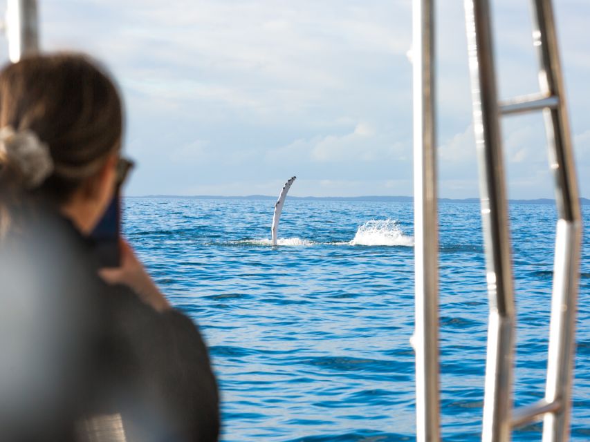 Hervey Bay: Half-Day Whale and Island Adventure by Boat - Tour Description
