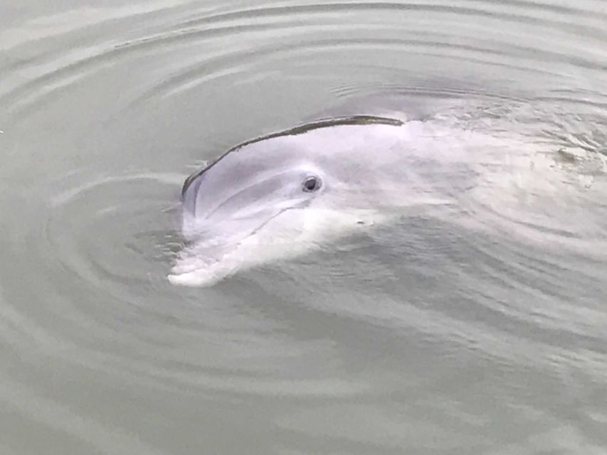 Hilton Head Island: 90-Minute Dolphin & Nature Tour - Tour Description