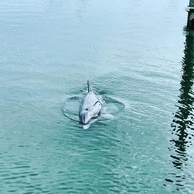 Hilton Head Island: Dolphin Cruise & Nature Tour - Booking Process Steps