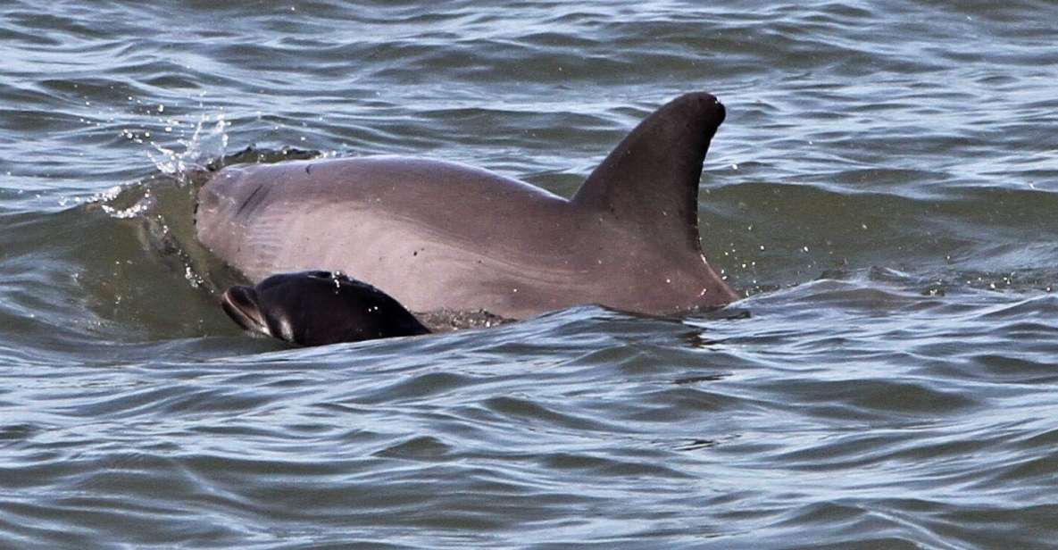 Hilton Head Island: Dolphin Watching Cruise With Donuts - Donut Delight Onboard