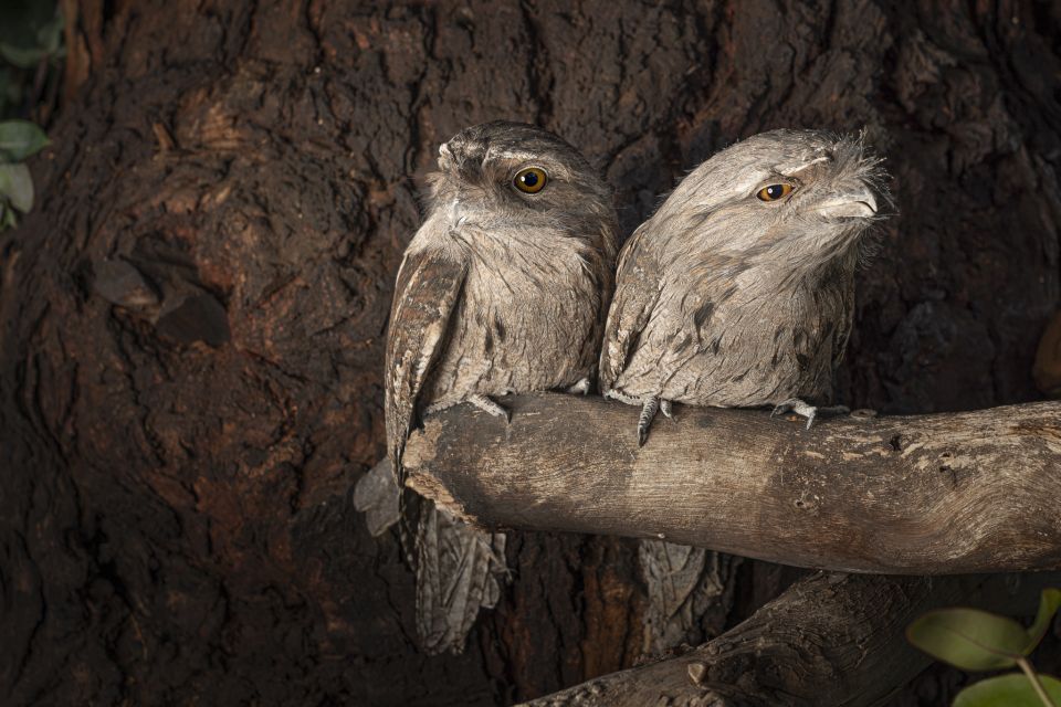 Hobart: Bonorong Wildlife Sanctuary Guided Night Tour - Important Information