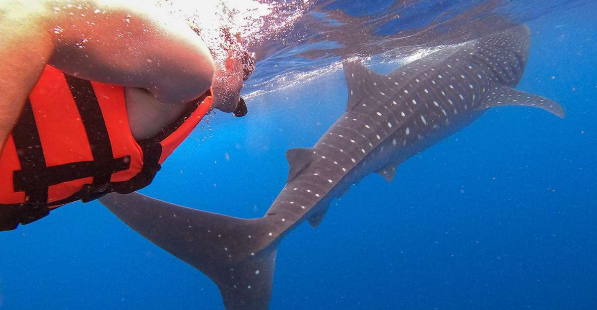 Holbox: Whale Shark Encounter and Marine Adventure - Full Description