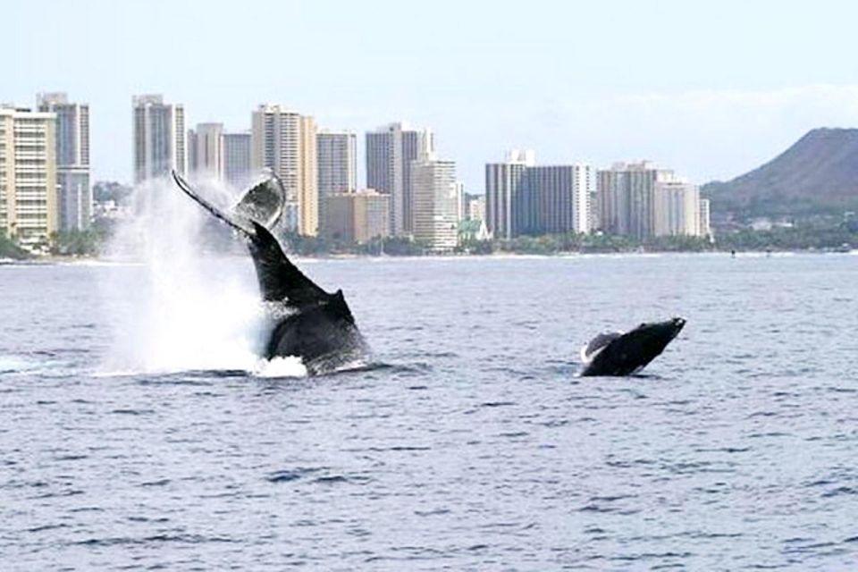 Honolulu: Whale Watching Cruise in Waikiki With Guide - Activity Description