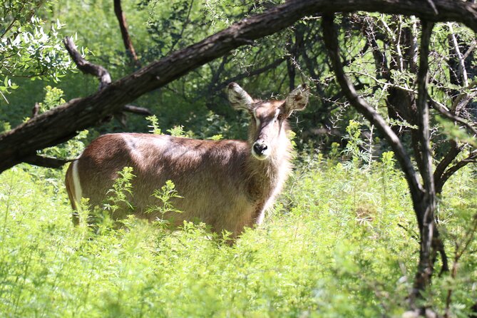 Horseback Safari Adventure in Hartbeespoort From Johannesburg - What to Expect