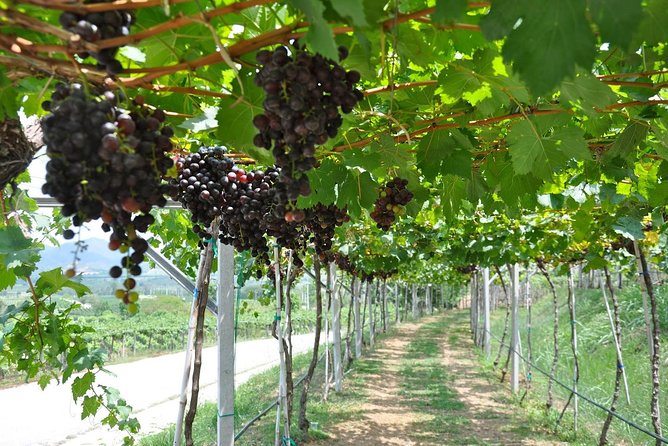 Hua Hin Hills Vineyard - Wine Tasting Experiences Offered