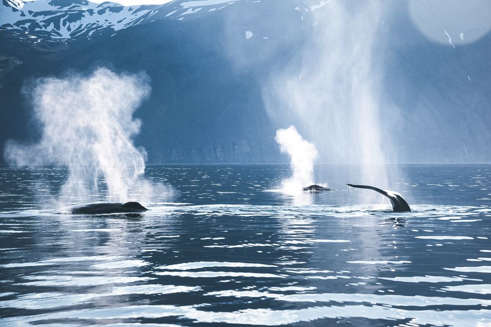 Húsavík: Whale Watching on a Carbon Neutral Oak Boat - On-Board Experience