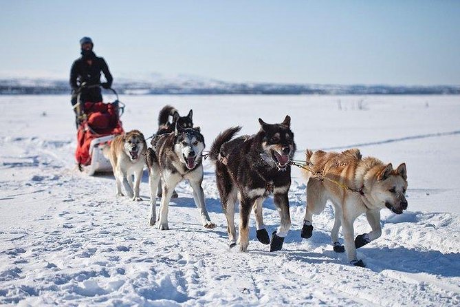 Husky Ride Private Tour From Krakow - Support and Help Resources
