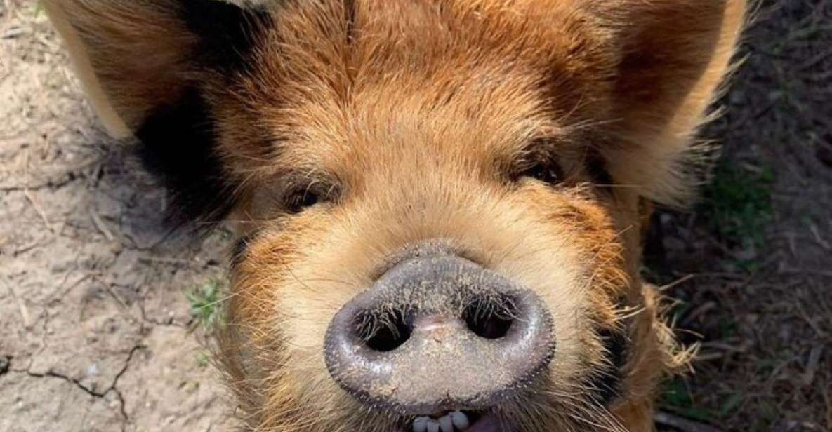 Hutto: Kunekune Pig Farm Tour - What to Bring