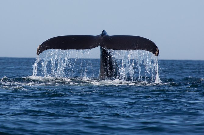 Icy Strait Shore Excursion: Whale Watching Adventure Tour - Additional Resources