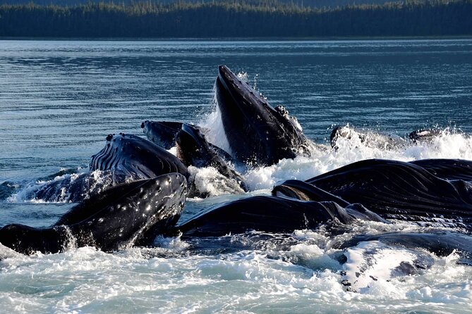 Icy Strait Whale & Wildlife Endeavor - Booking Information