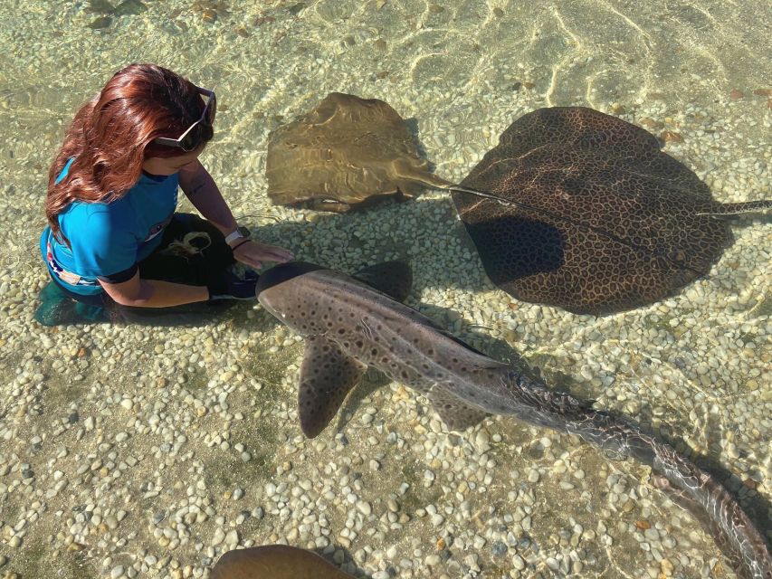 Irukandji Entry Pass & Zebra Shark Encounter - Inclusions