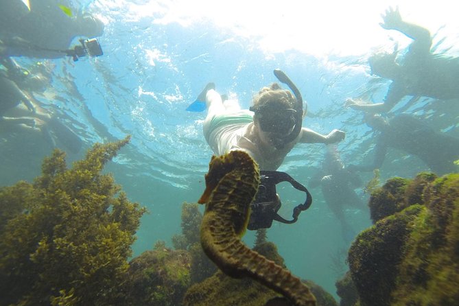 Isabela Island Private Los Tuneles Snorkel Tour  - Puerto Villamil - Common questions