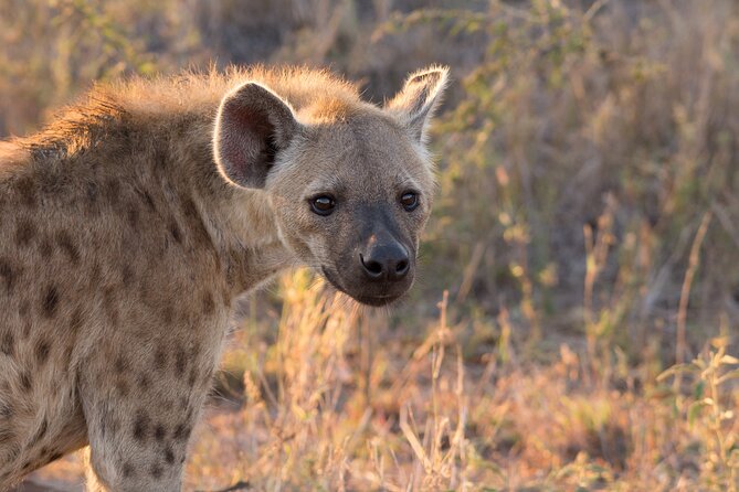 Isimangaliso Sunset Game Drive - UNESCO World Heritage Site Exploration