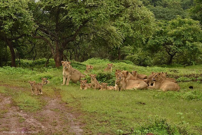 Jeep Safari: a Skip the Line Access to Devalia Safari Park India - Additional Details and Tips