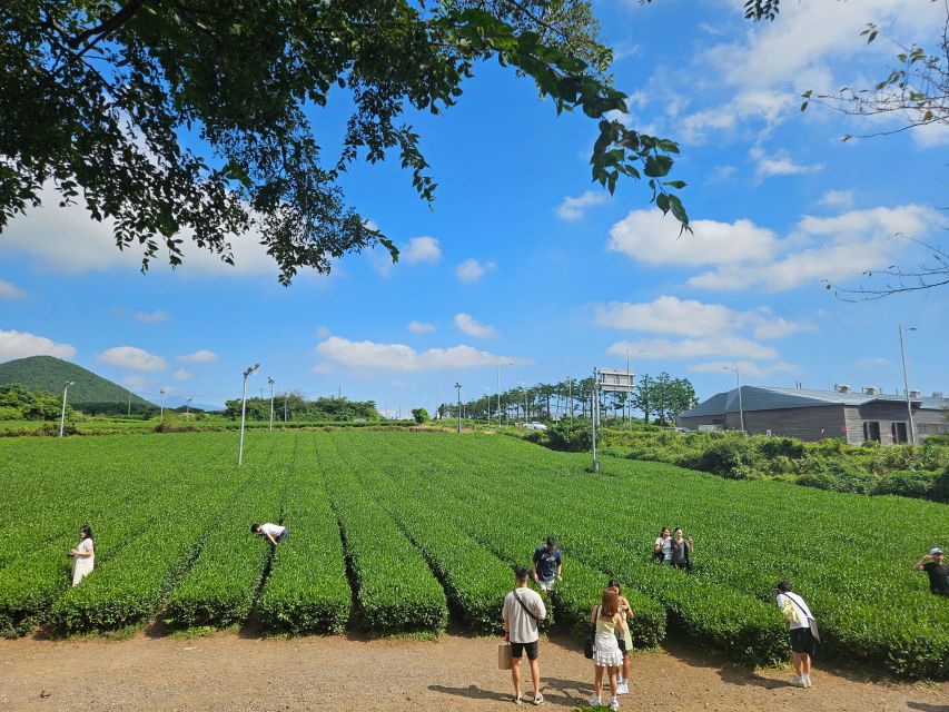 Jeju Island: Highlights Tour With Attraction Tickets & Lunch - Hallim Park & Flower Festival