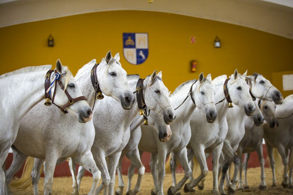 Jerez: Cartuja Stud Farm Carthusian Horses Tour - Customer Reviews