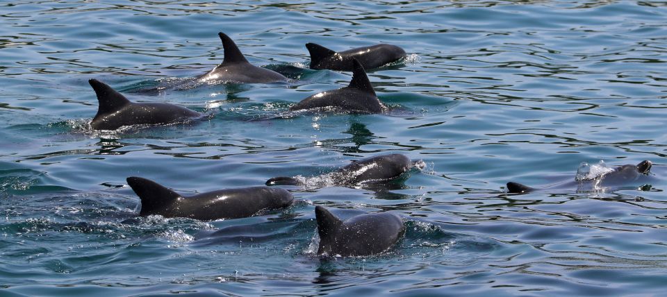 Jervis Bay: 1.5-Hour Dolphin Cruise - Experience Highlights