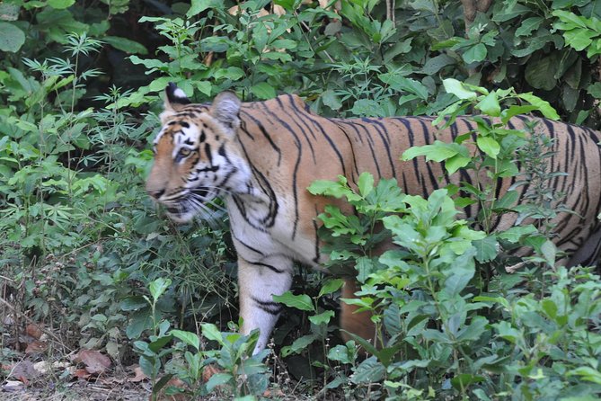 Jim Corbett National Park Overnight Safari - Last Words