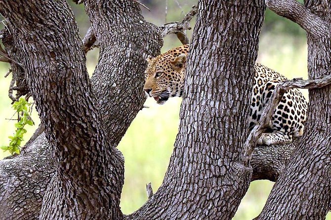 Johannesburg, Kruger Park: 3-Day Group Safari, Lodging, Meals  - Pretoria - Group Size and Pricing Information