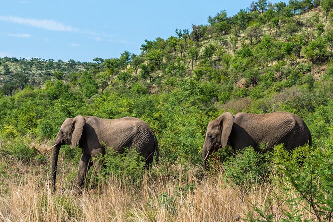 Johannesburg Small-Group Pilanesberg NP Safari  - Pretoria - Weather Considerations