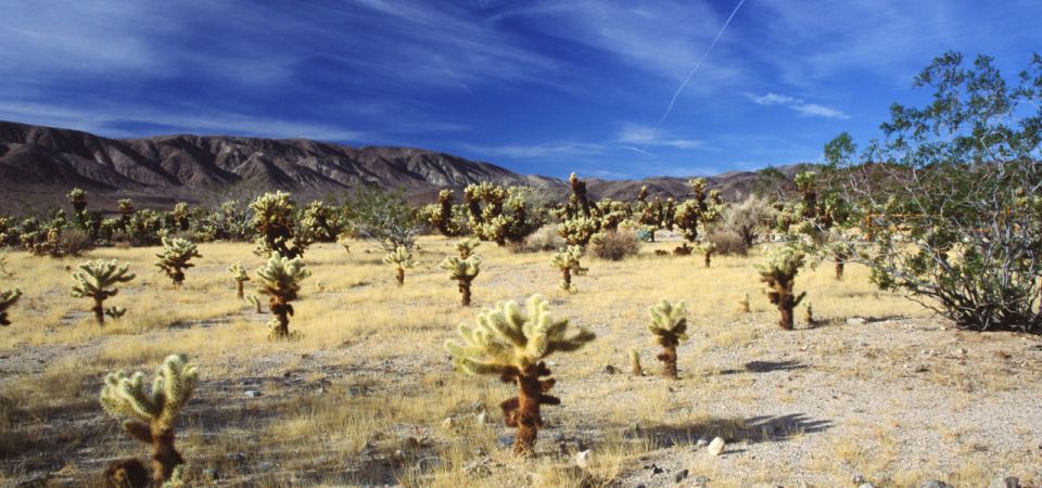 Joshua Tree National Park: Self-Guided Driving Tour - Full Description