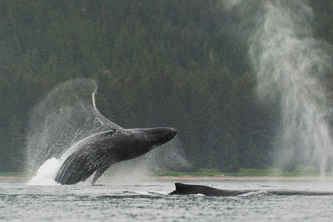 Juneau Kayaking Adventure to Humpback Whale Feeding Grounds - Key Points